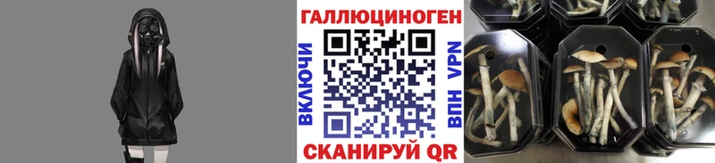 Купить  Шилка  Псилоцибиновые грибы Psilocybine cubensis 